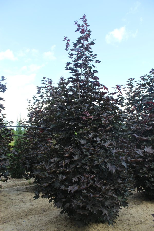 Acer platanoides Royal Red