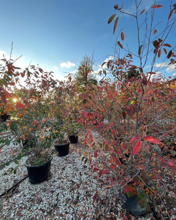 Amelanchier lamarcki