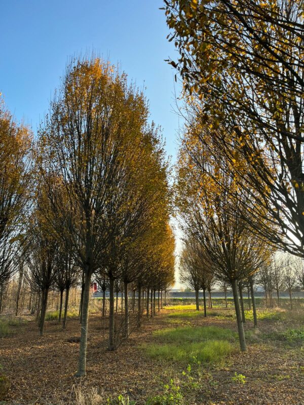 Carpinus betulus Fastigiata