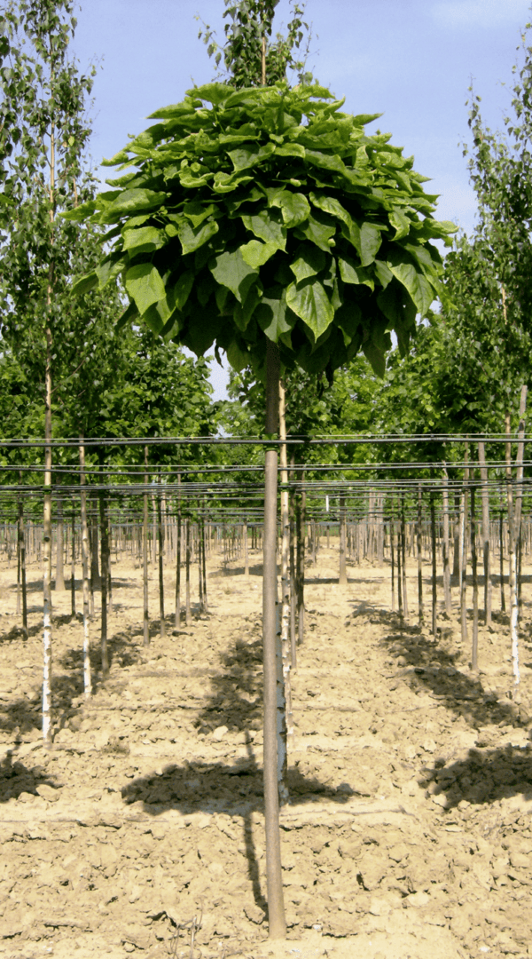 Catalpa Bungei