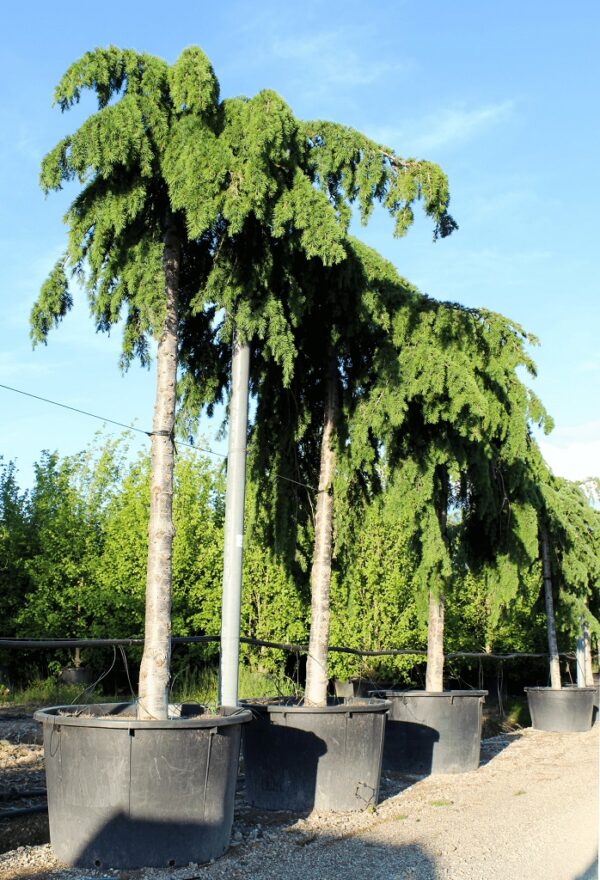 Cedrus Deodara Pendula