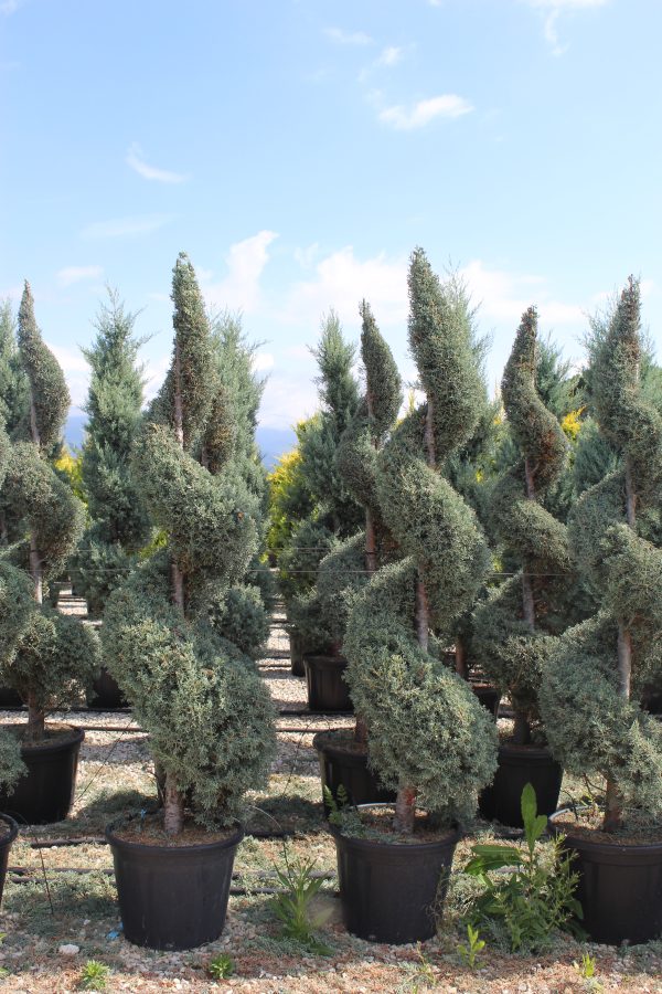 Cupressus arizonica Glauca spirale