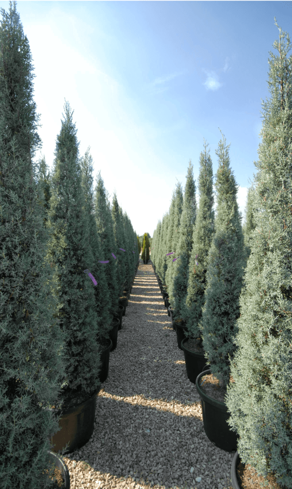 Cupressus Arizonica Fastigiata panoramica