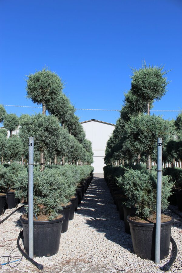 Cupressus arizonica fastigiata 3 palle 175-200