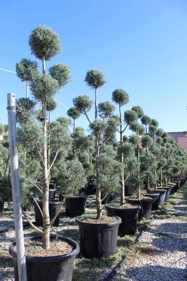 Cupressus fastigiata arizonica pon pon 200 co