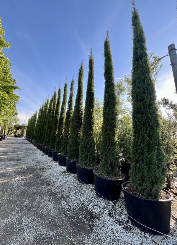 Cupressus sempervirens Pyramidalis