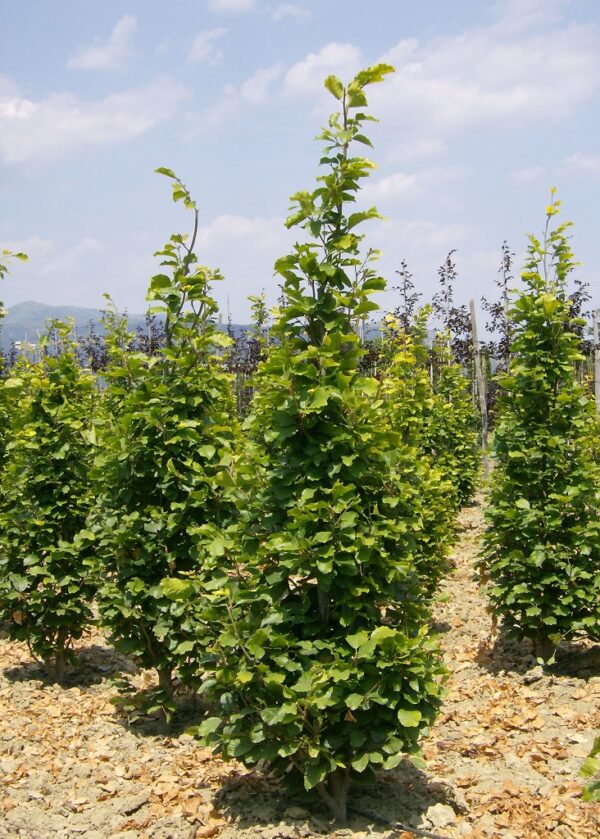 Fagus Sylvatica 'Dawyck Gold'