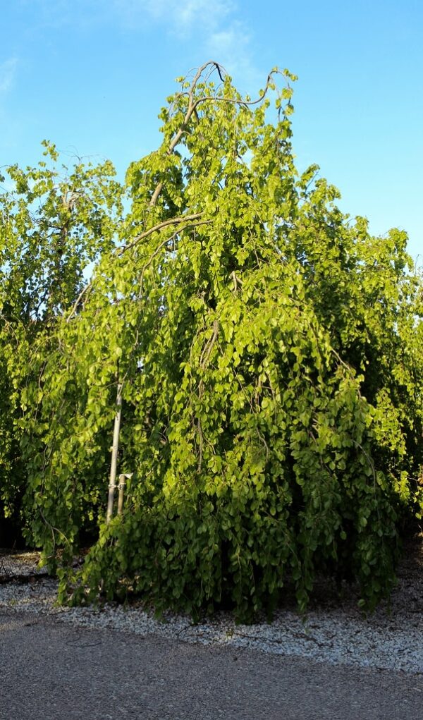 Fagus Sylvatica Pendula 400-500 Co