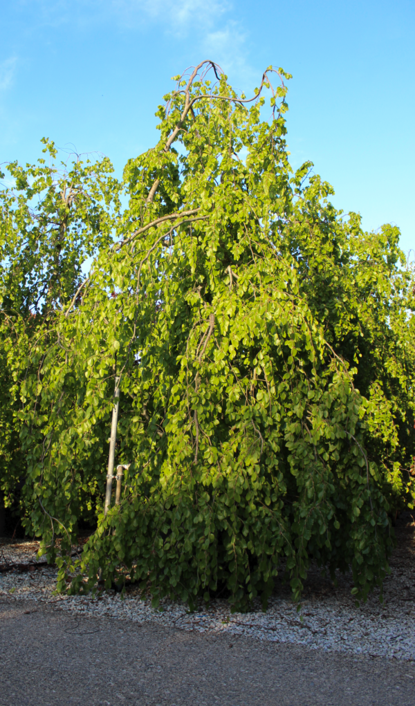 Fagus Sylvatica Pendula