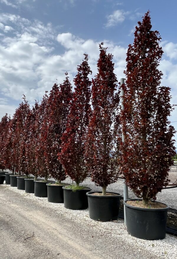 Fagus sylv.Dawyck Purple