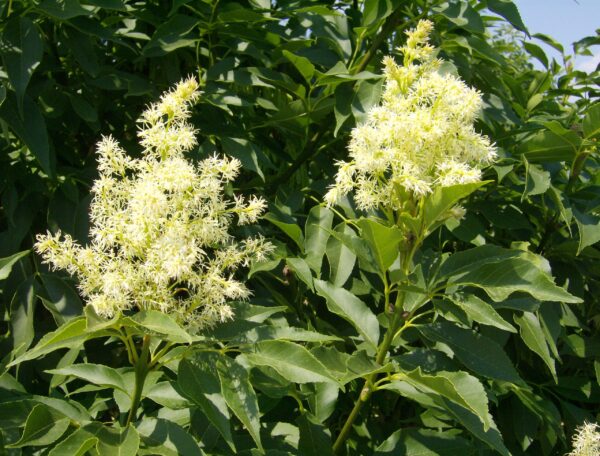 Fraxinus Ornus specific