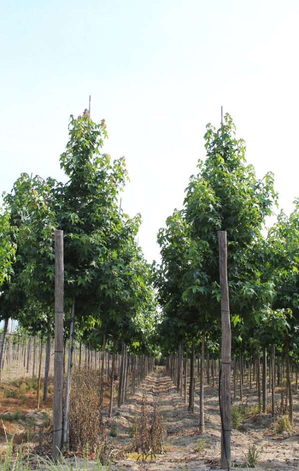 Liquidambar Styraciflua