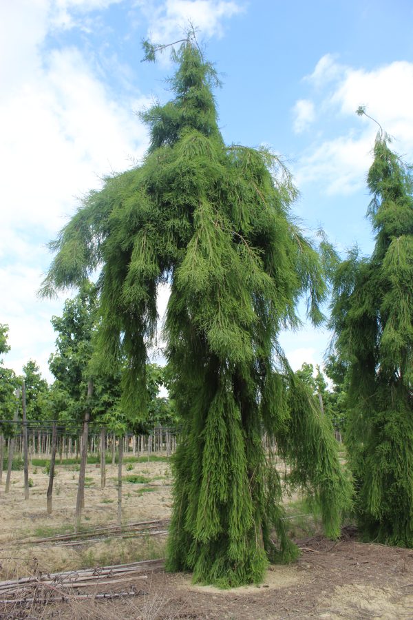 Taxodium Distichum Nutans