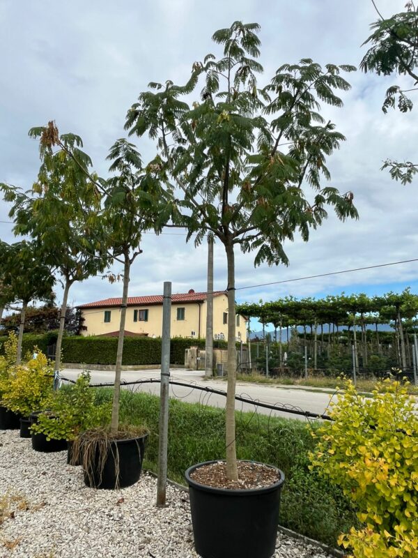 Albizia julibrissin Rossa Albero