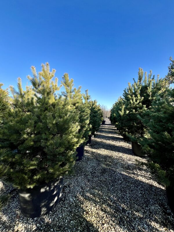 Pinus sylvestris