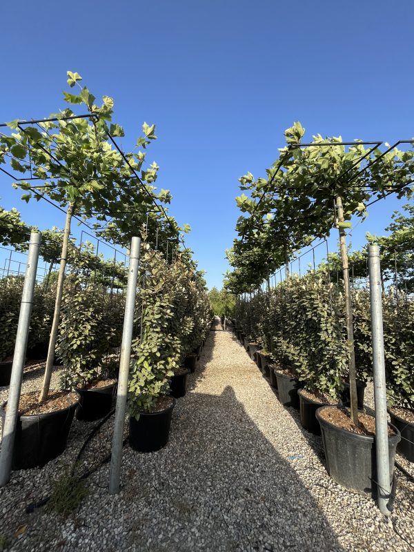 Platanus Acerifolia