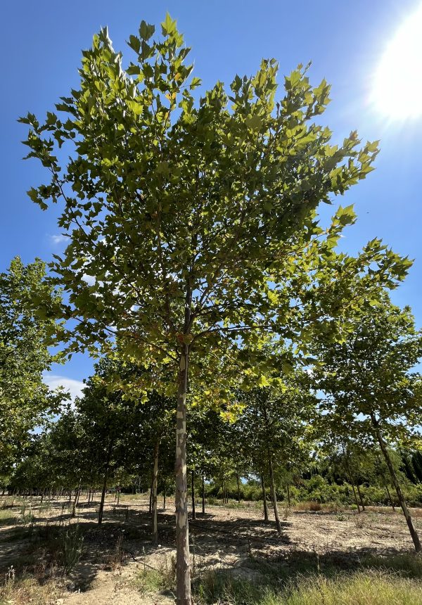 Platanus Acerifolia