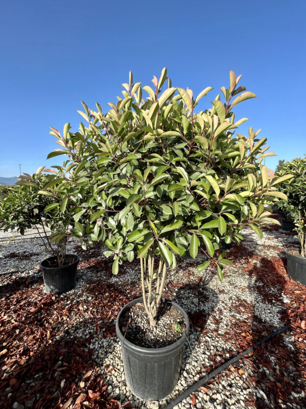 Photinia red robin Fungo