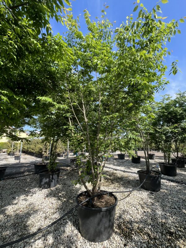 Zelkova serrata