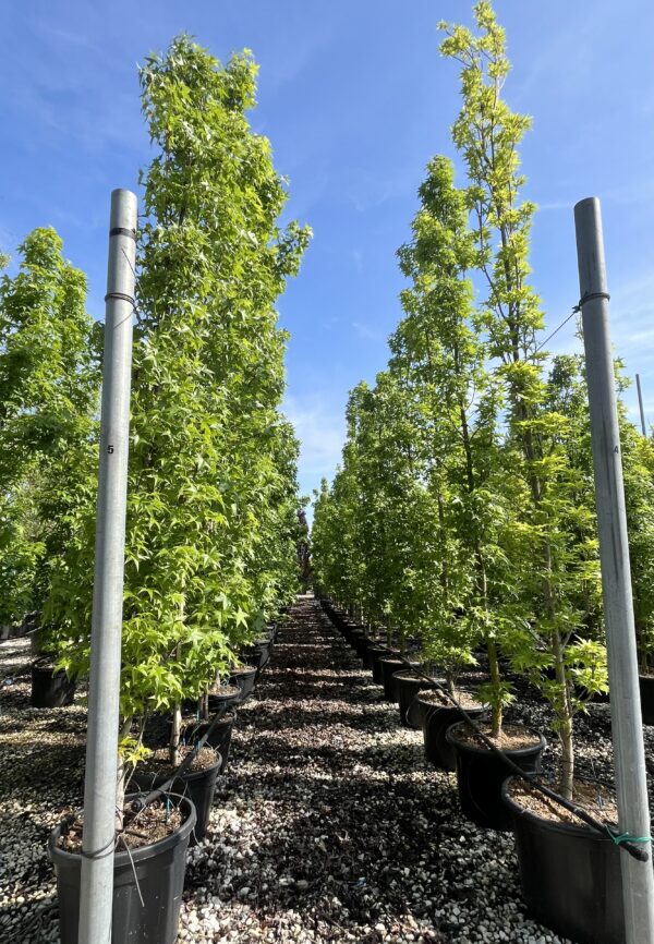 Liquidambar styraciflua Slender Silhouette