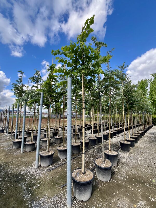 Tilia platyphyllos