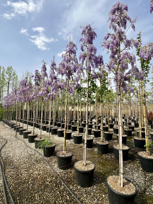 Wisteria sinensis