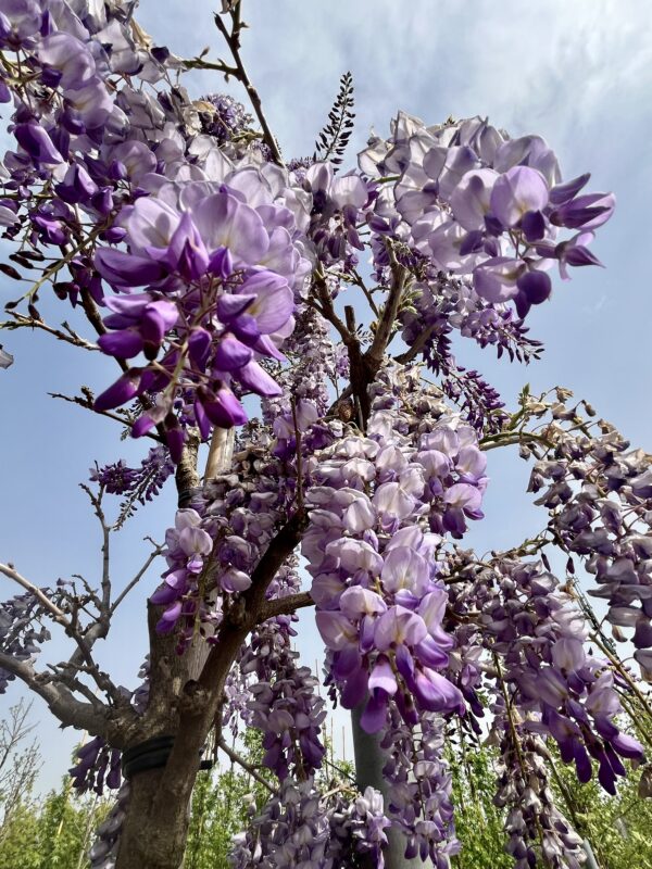 Wisteria sinensis Flower