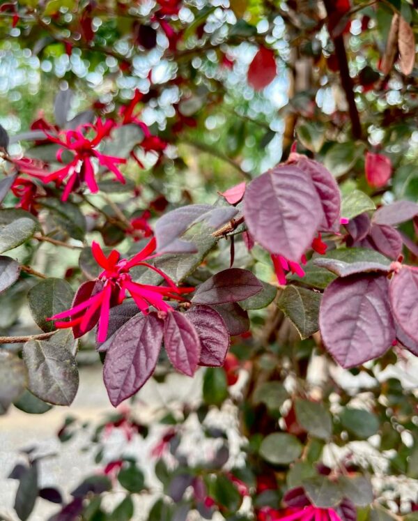 Loropetalum chinense Black Pearl Fiori