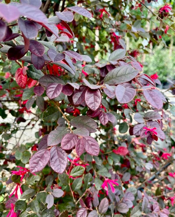 Loropetalum chinense Black Pearl foglie